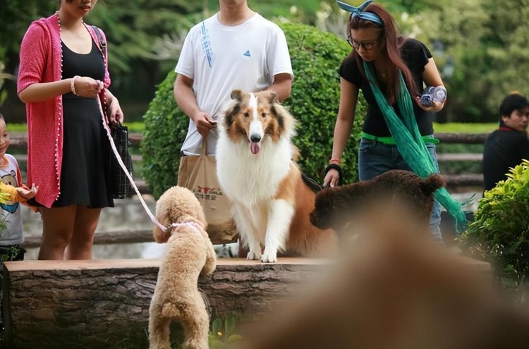 警惕！一只狗患上狂犬病会有这几个症状