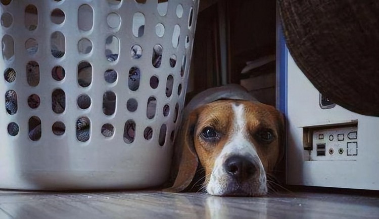 警惕！一只狗患上狂犬病会有这几个症状