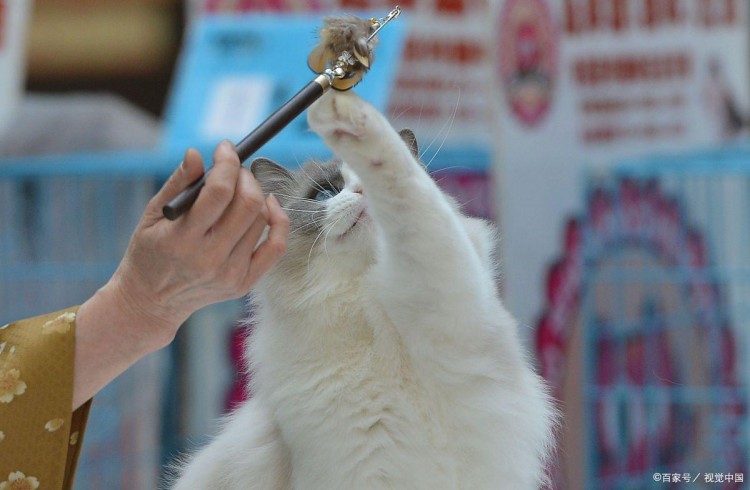 新手养猫不懂的事！猫咪有吃化毛膏的必要吗