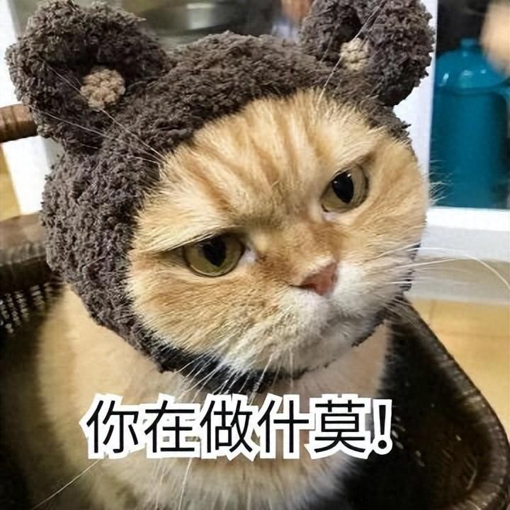 长期养猫，都会遇到这些“怪现象”，非常真实