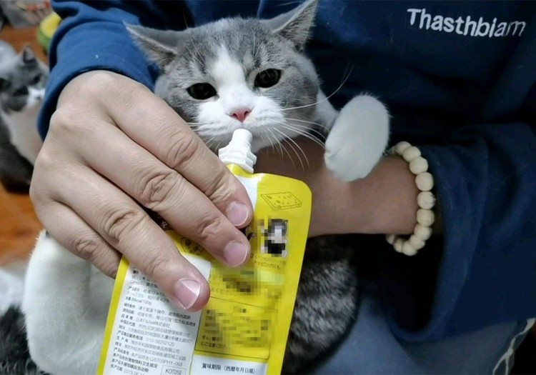 想养猫却摸不准开销了解猫咪必备用品从经济实力看养猫能力