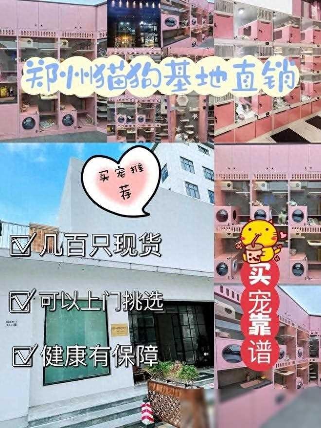 郑州买狗买猫的地方在哪里，这可以线下实体店挑选宠物！售后无忧