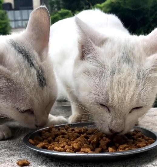 流浪猫见多了但这只很特别猫：我不是要饭的我来打劫