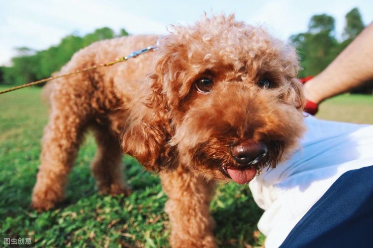 饲养泰迪犬这9种体验你体验过几个