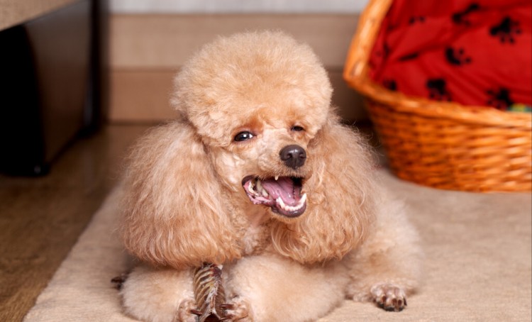 贵宾犬吃什么狗粮好，如何挑选狗粮，适合贵宾犬的狗粮推荐