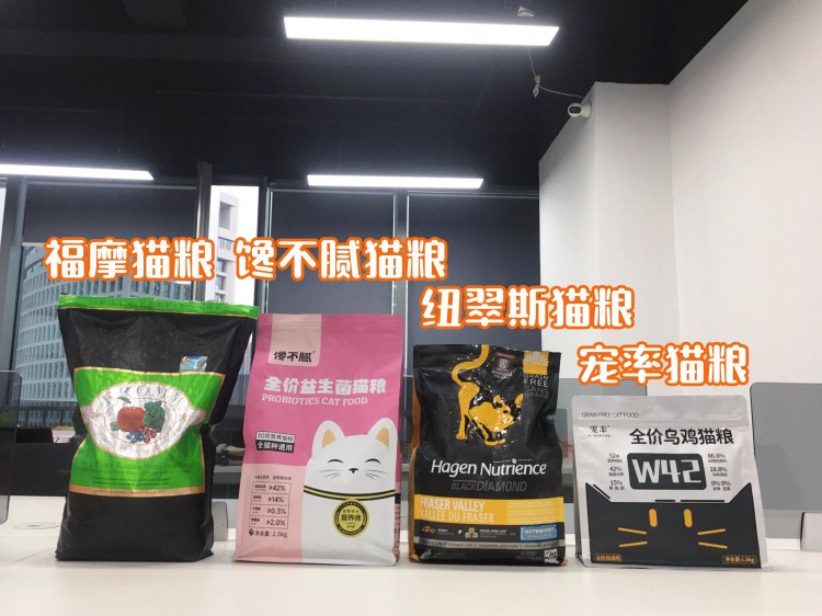 养了一只布偶猫后中途我后悔了原因心酸