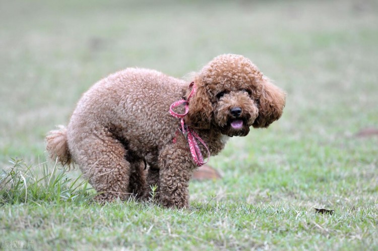 贵宾犬好还是金毛犬好说实话两个我都想养