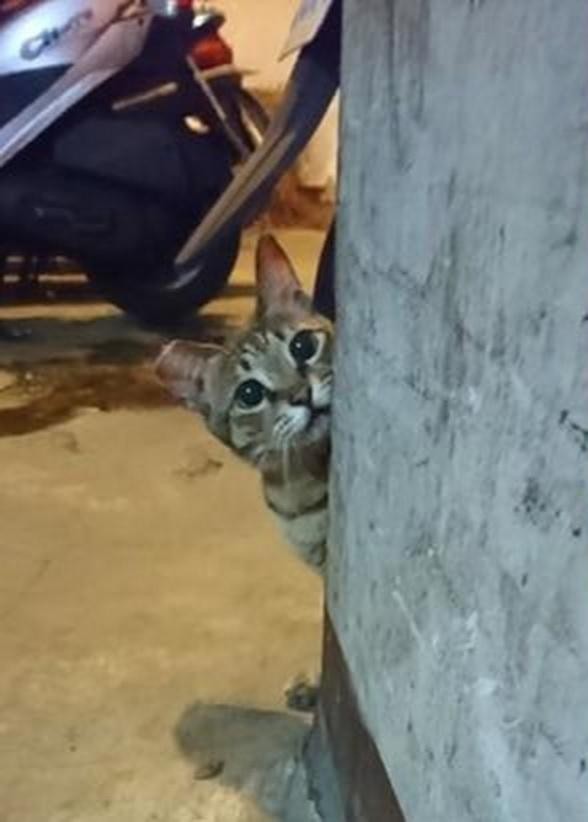 搓零食袋发出声音流浪猫立刻从墙边探头：谁找我