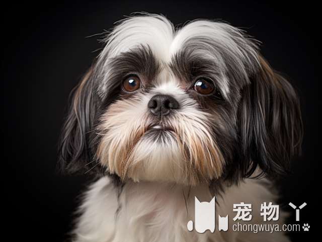 拉布拉多贵宾犬优缺点？